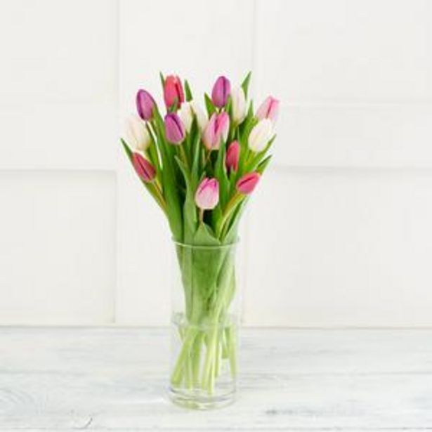 Rainbow Tulips offer at £5