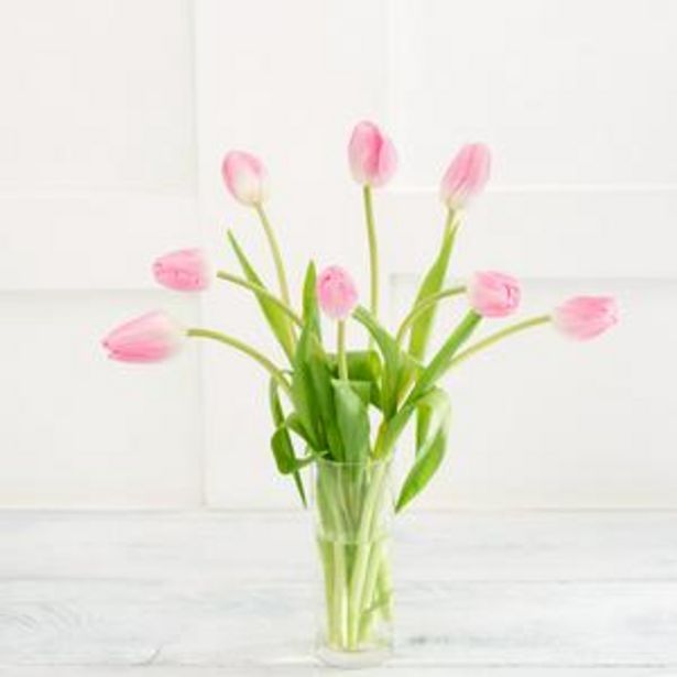 Tulips offer at £2.75