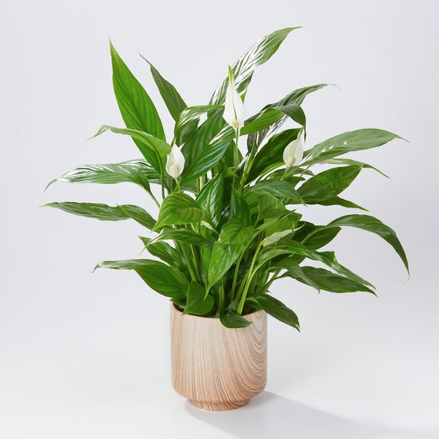 Serene Peace Lily offers at £22 in Flying Flowers
