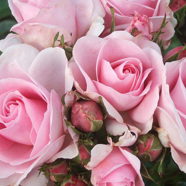 Silver Anniversary Hybrid Tea Rose 3L offers at £13.99 in Webbs