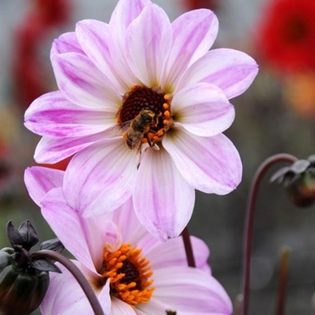 Dahlia 'Bishop of Leicester' offers at £2.49 in Crocus