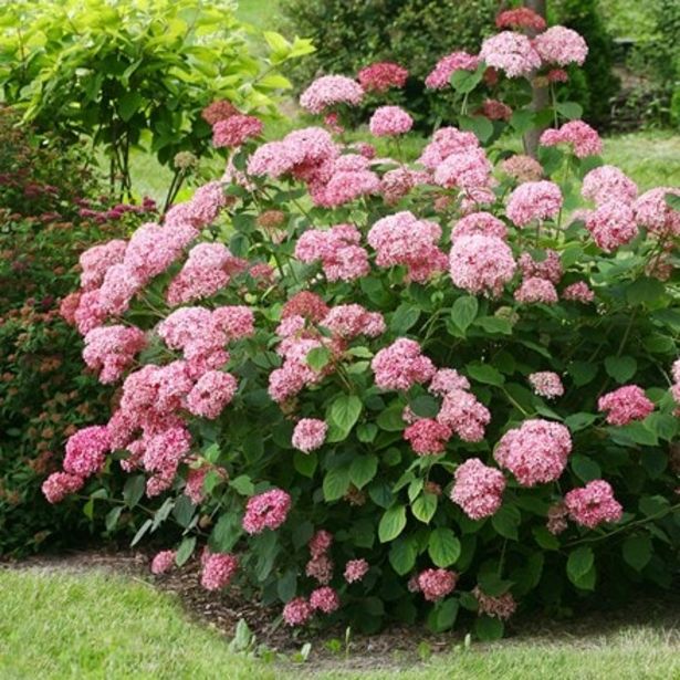 Hydrangea arborescens Pink Annabelle ('Ncha2') (PBR) offers at £27.99 in Crocus