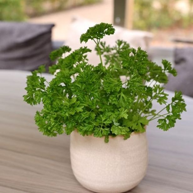 Parsley curled offers at £2.23 in Crocus