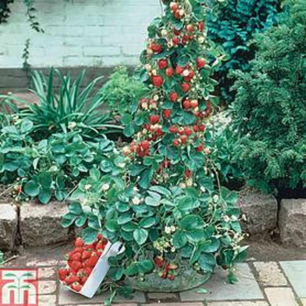 Strawberry 'Mount Everest' (Everbearer/ All Season) offers at £12.39 in Thompson & Morgan