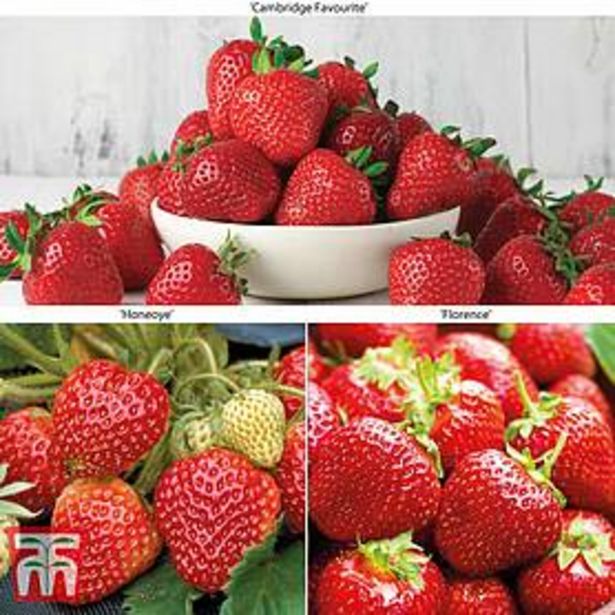 Strawberry Full Season Collection offers at £12.99 in Thompson & Morgan