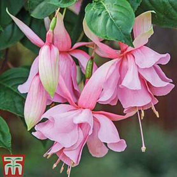 Fuchsia 'Pink Elephant' offers at £3.99 in Thompson & Morgan