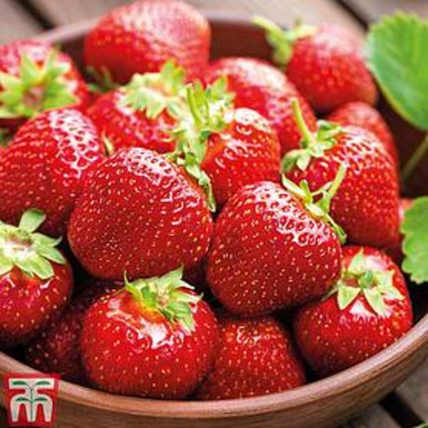 Strawberry 'Florence' (Late Season) offers at £7.19 in Thompson & Morgan