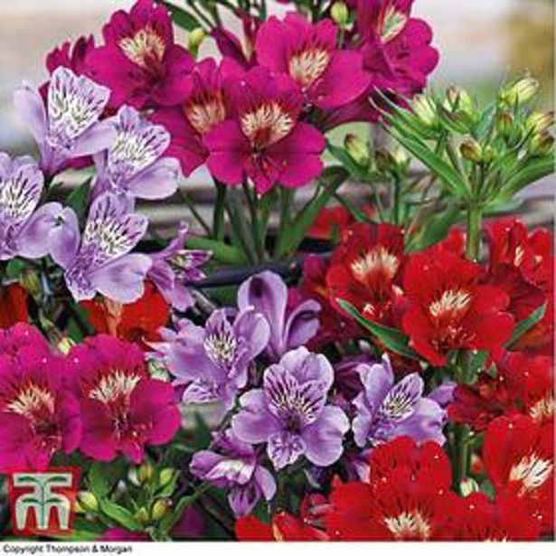 Alstroemeria 'New Tree Everest Mix' offers at £21.99 in Thompson & Morgan