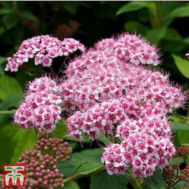 Spiraea 'Sparkling Champagne' offers at £13.39 in Thompson & Morgan